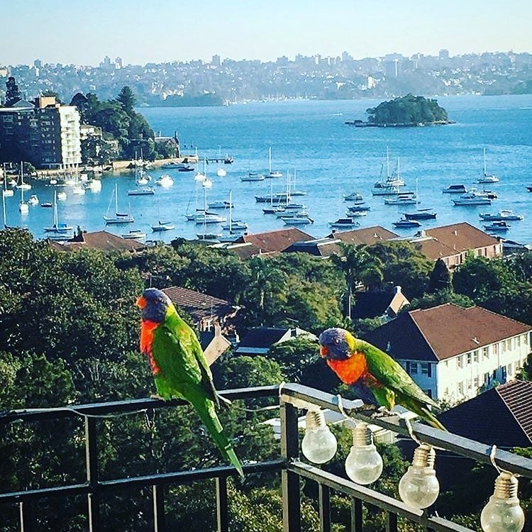 Double Bay, Sydney ???????? @curyrodrigoo __ Double tap if you like Comment below Turn…