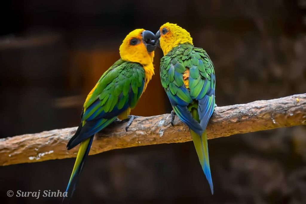 Love isn’t something you find. Love is something that finds you. #parrots #birds #birdexpressions&hellip;