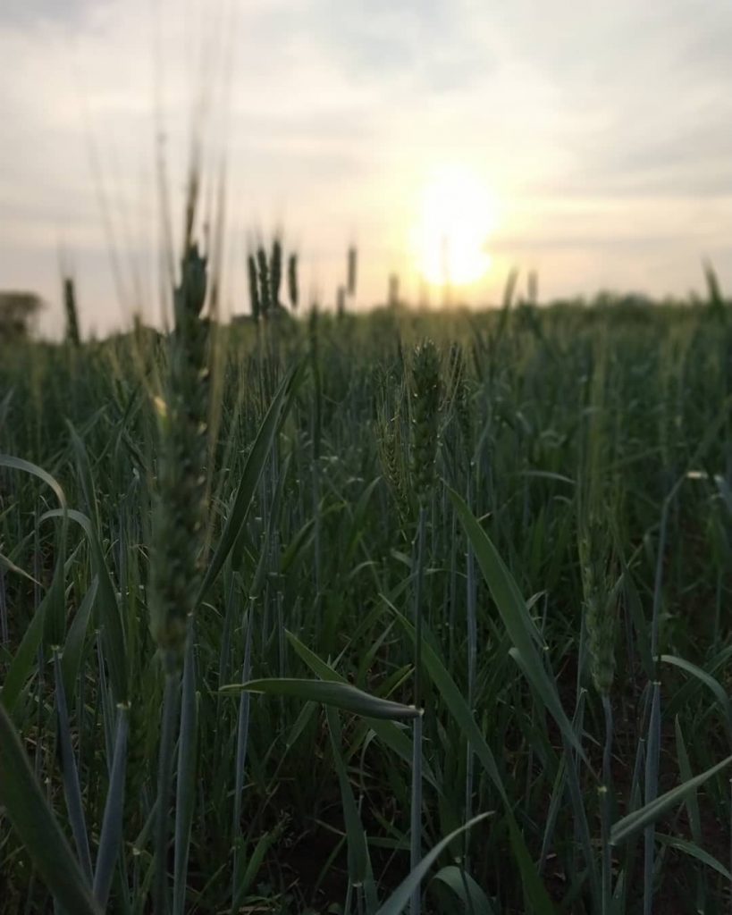 Photography mood #nature #farm #farmhouse #farmphotography #travel #travelblogger #travelphotography #travelgram #travelholic #travelling #bnesimppl