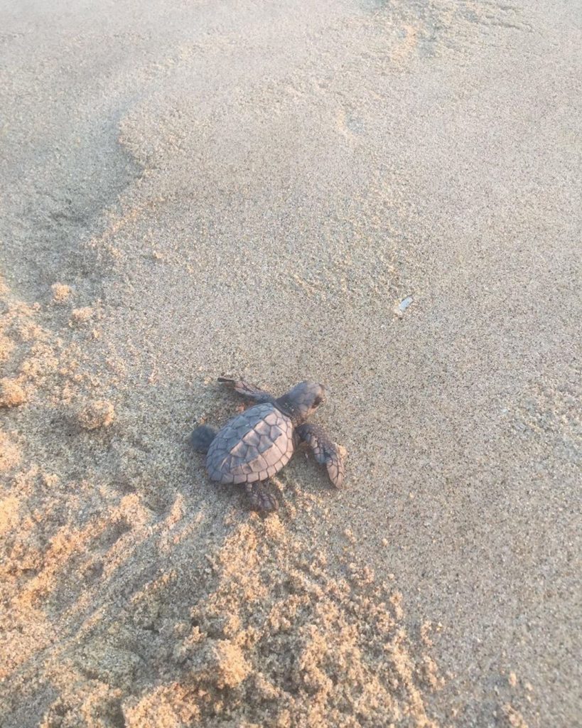 #beach #sunset #nature #sun #sea #photo #sky #love #life #pretty #follow #instagood #photography #dog…