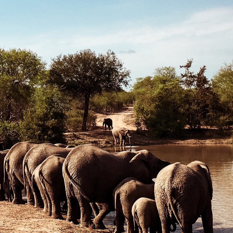 Ellie’s corner ️took this shot of this elephant group drinking water on my last&hellip;