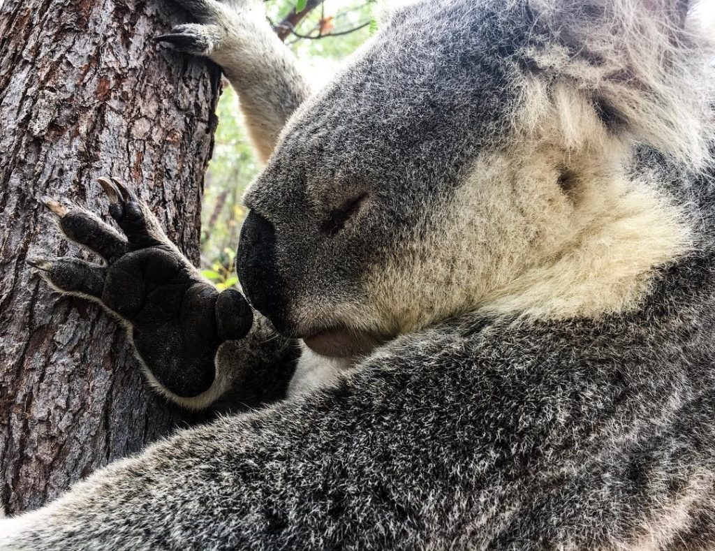???????? Koalita en Magnetic Island, Queensland, Australia. . Viernes de ternuras. Paseando por “The&hellip;