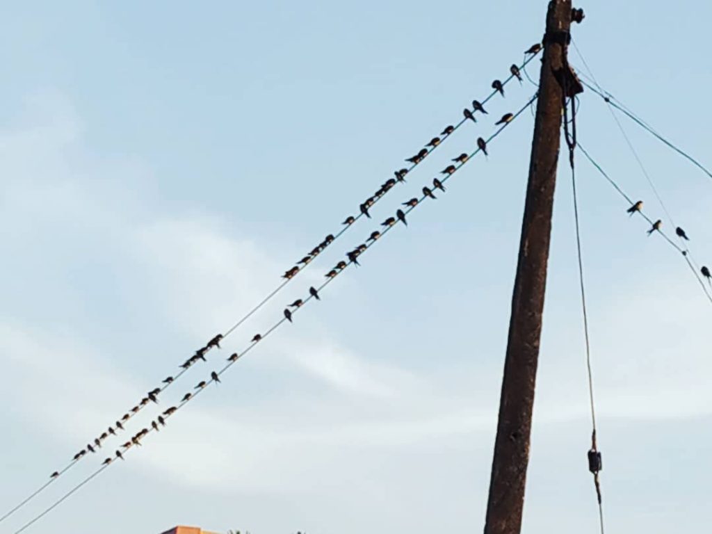 Birds …. #bnesimppl