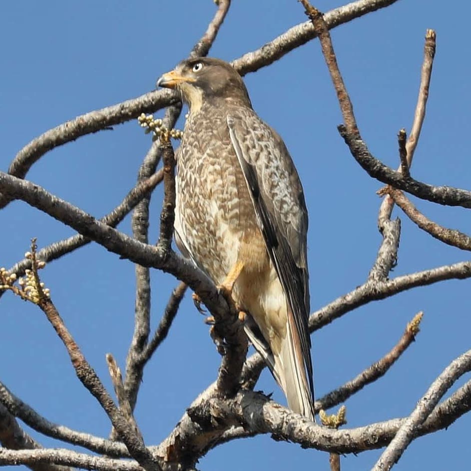 #birds #bird_lovers #birdphotography #birdsofinstagram #bird #bird_watchers_daily #wildbird #hawk #wildlifeindia #wildlifephotography #wilderness #wildlife #beautiful #bestoftheday&hellip;