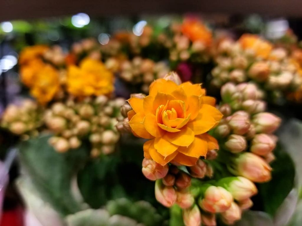 #khmer #flowers #nice #photography #bnesimppl #cambodia #plants #happy #cute #nicepic #new #tree #orange #fresh&hellip;