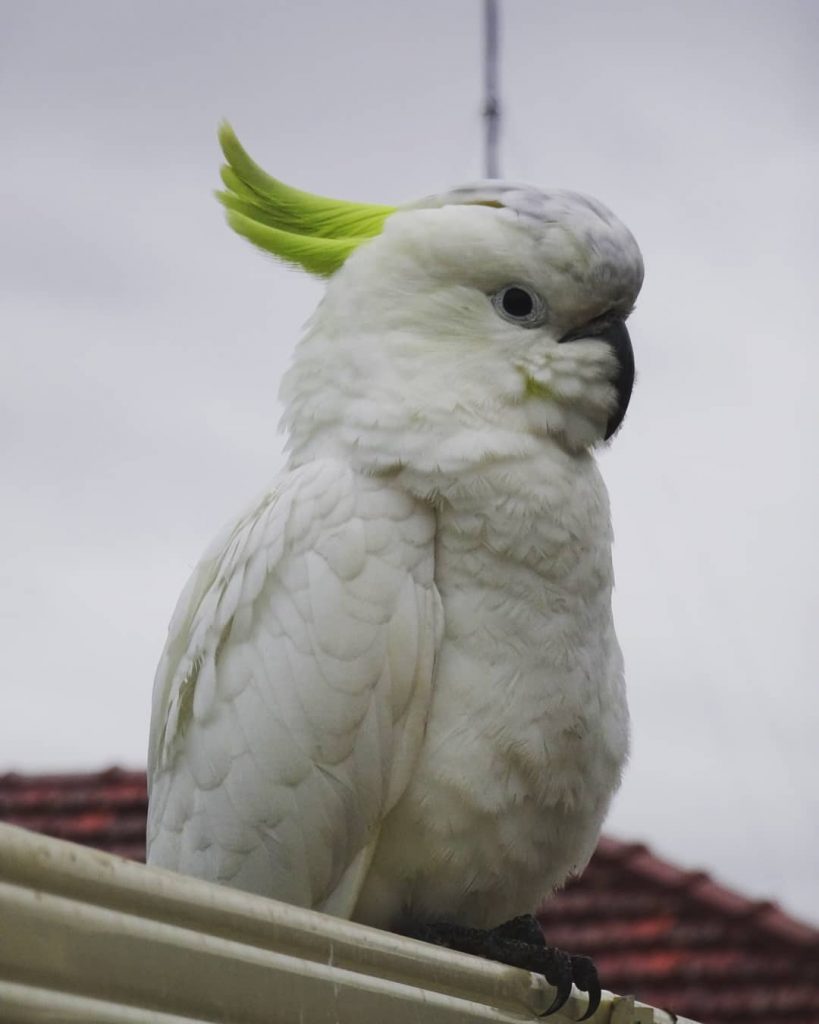 “Them Cockatoo ladies will be diggin this” said Mohawk #adventure #travel #wanderlust #adventuretime #nature&hellip;