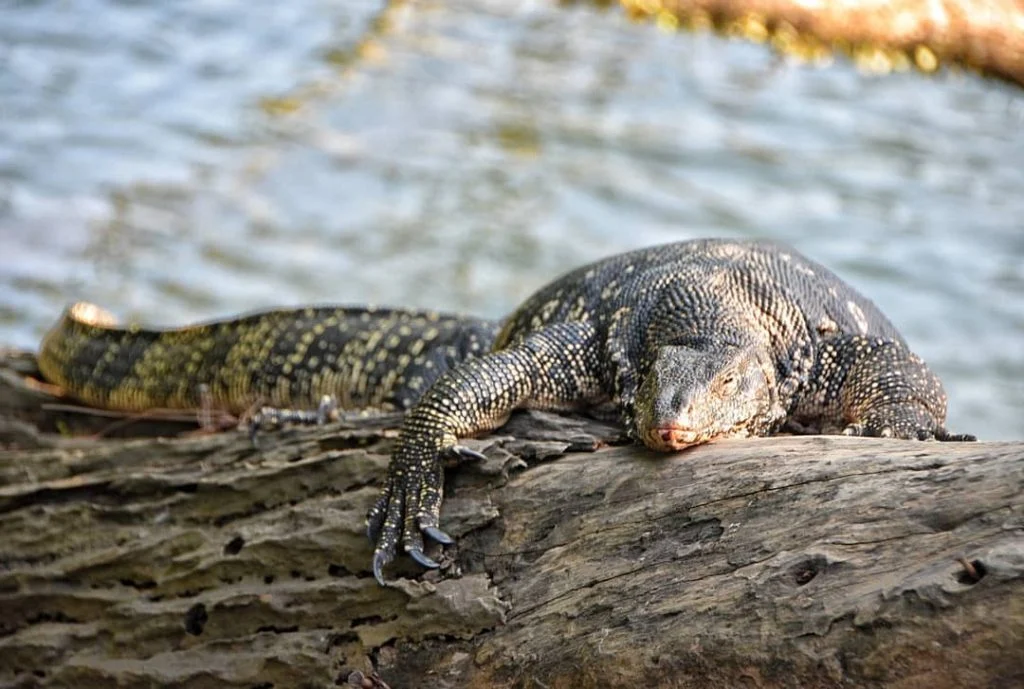 Monster #srilanka #kandy #monitorlizard #스리랑카 #풍경 #자연