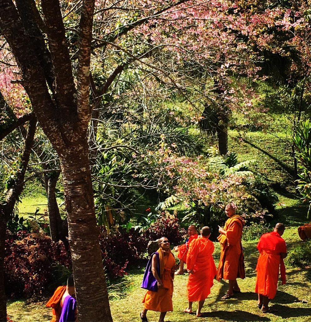 And the best scene of the day …️ #wherelifeisstillbeautiful #sakurachiangmai #specialmoments #spiritday #feelingblessed #feelingloved…