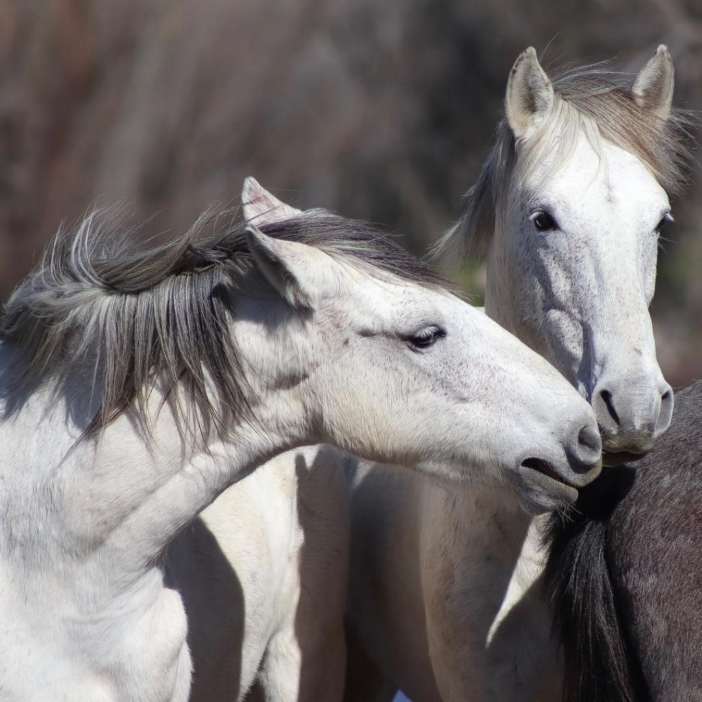 Beautiful wild horses️ • • • • #DameTraveler #TravelingLadies #TheTravelWomen #WomenWhoExplore #WomenWhoHike #WomenWhoTravel #Traveling&hellip;
