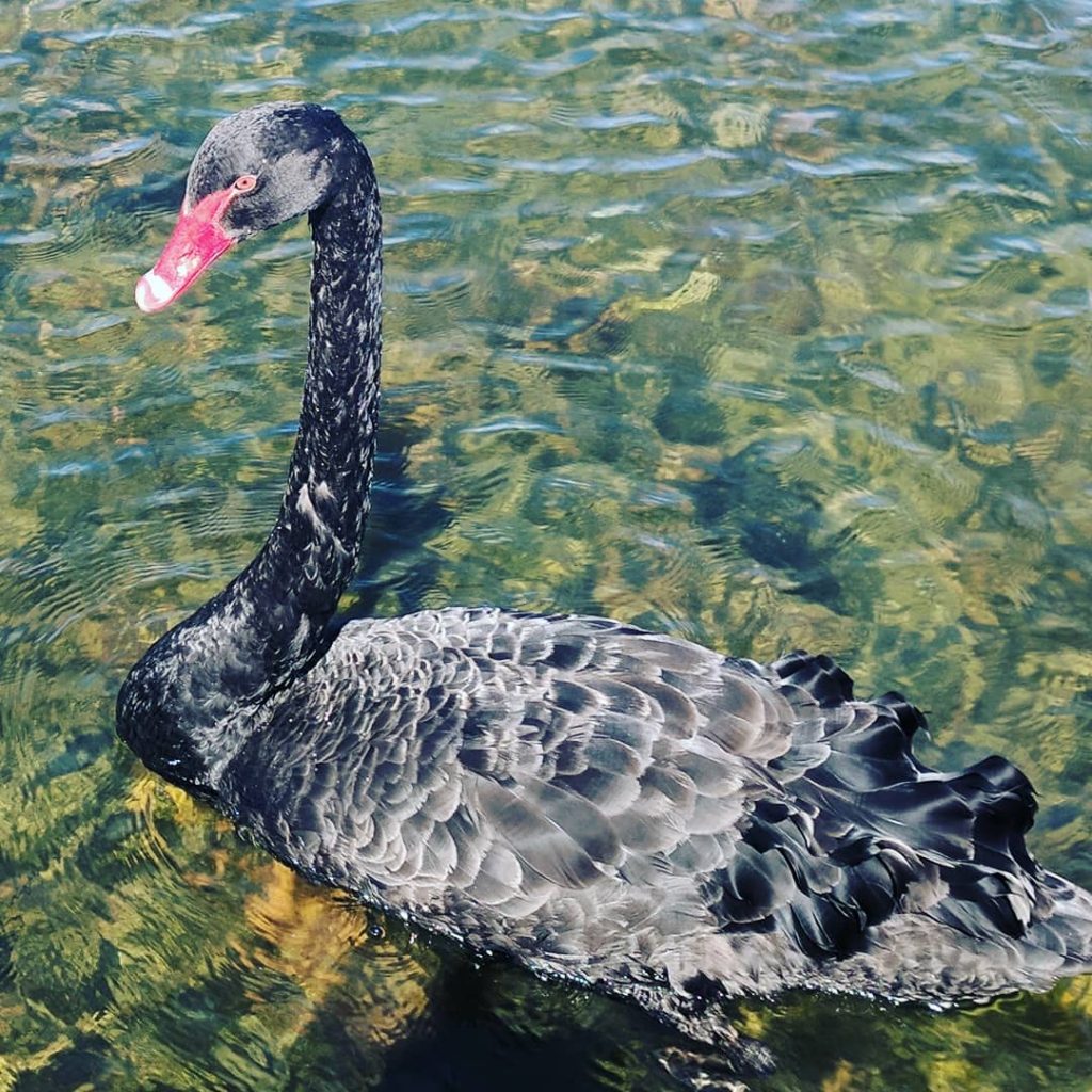 Enjoying being so close to #nature and got too see a #blackswan for the&hellip;