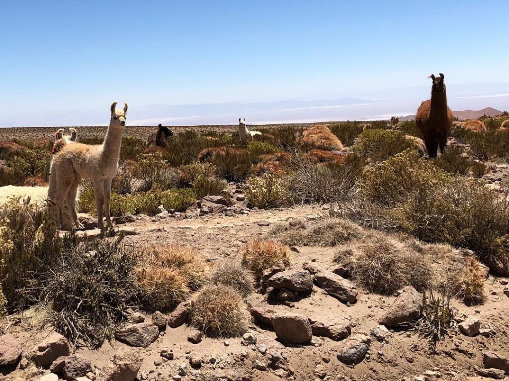 Hiking buddies. . . . #llama #llamas #hiking #hikingday . #atacama #chile #lake #mountains&hellip;