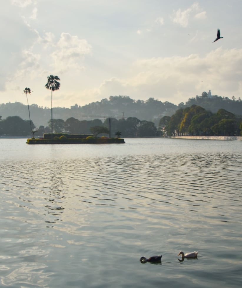 Sri Lanquility ???????? #kandy #srilanka #ducksofinstagram #스리랑카 #풍경 #자연