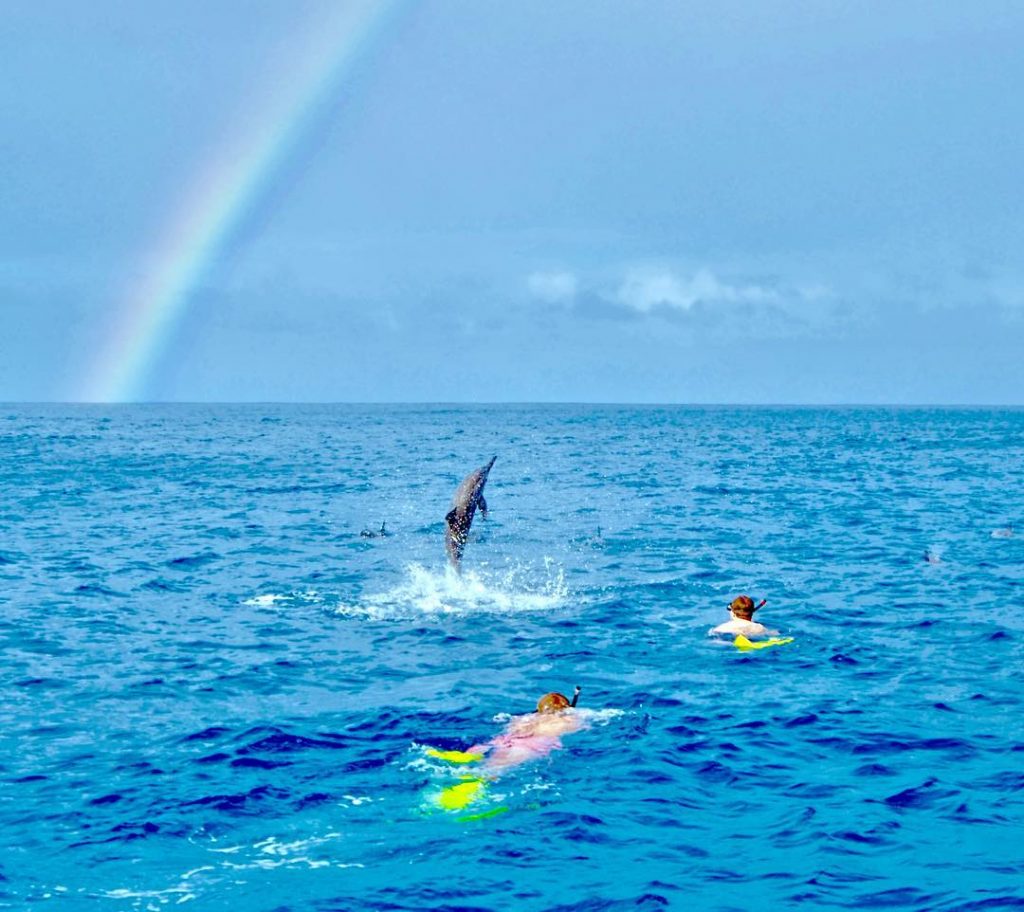 Finding the rainbow connection while diving with dolphins in Mauritius. June 2017 · ･&hellip;