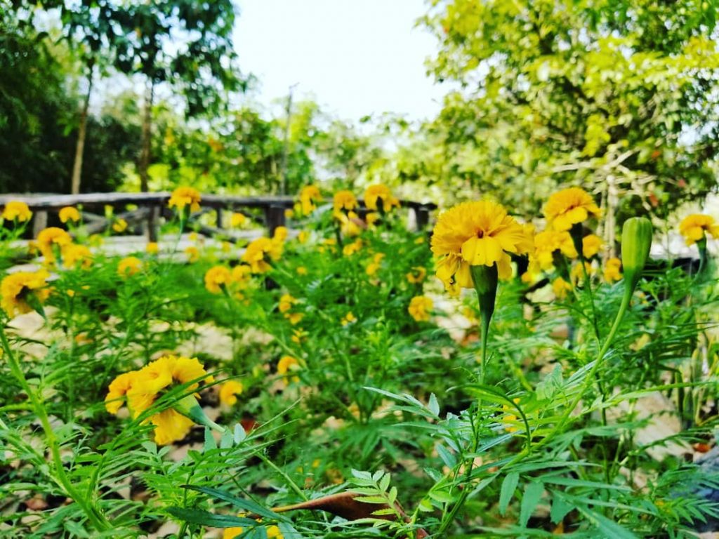 #khmer #flowers #nice #photography #bnesimppl #cambodia #plants #happy #cute #nicepic #new #tree #yellow #fresh&hellip;