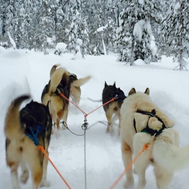 When we went mushing with the huskies ️