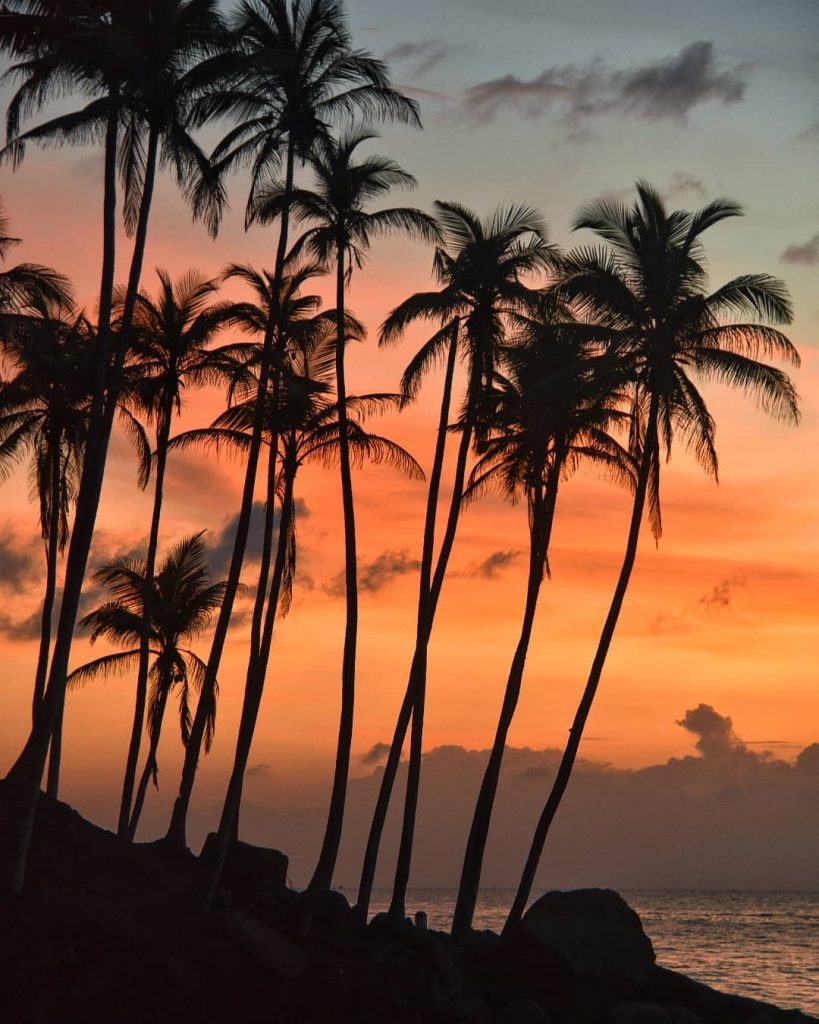 Truly one of the most photogenic countries in the world ???????? #srilanka #mirissa #palmtrees&hellip;