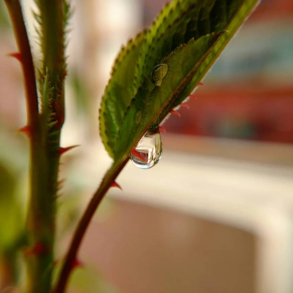 #artofvisuals #beautiful #blur #bokeh #closeup #details #instagood #macro_vision #macrophotography #macroworld_tr #mypixeldiary #natura #nature_perfection #natureisbeautiful&hellip;