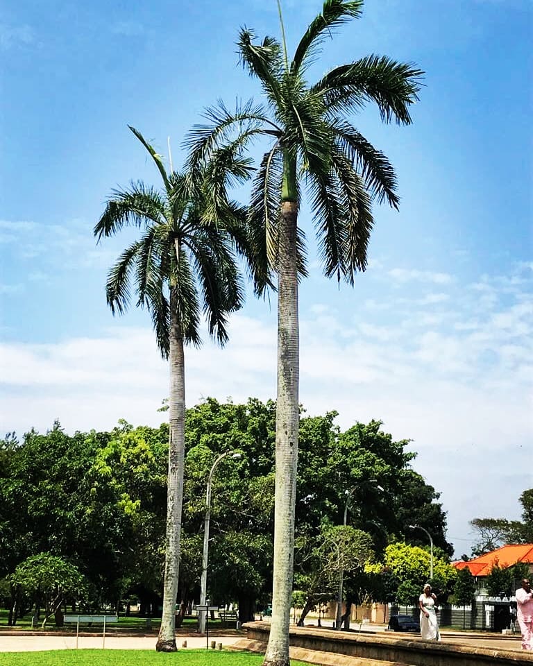 #srilanka #srilankatrip #srilankatoday #srilanka_travel #srilankadiaries #srilankaphotography #srilankadaily #srilankagoals #travel #travelphotography #travelblogger #travelholic #travelworld #travellove&hellip;