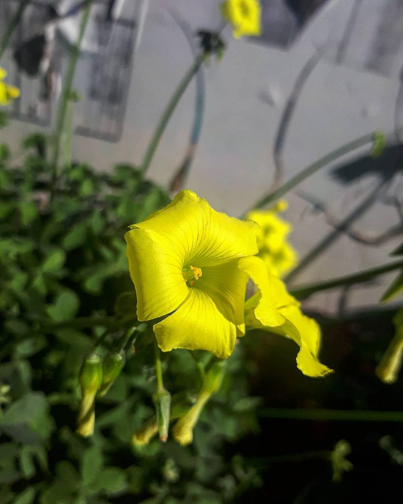 #myamazingcyprus #island #mediterranean #travel #holiday #sunset #larnaka #larnaca #palms #instagood #goodlife #summer # #traveling&hellip;