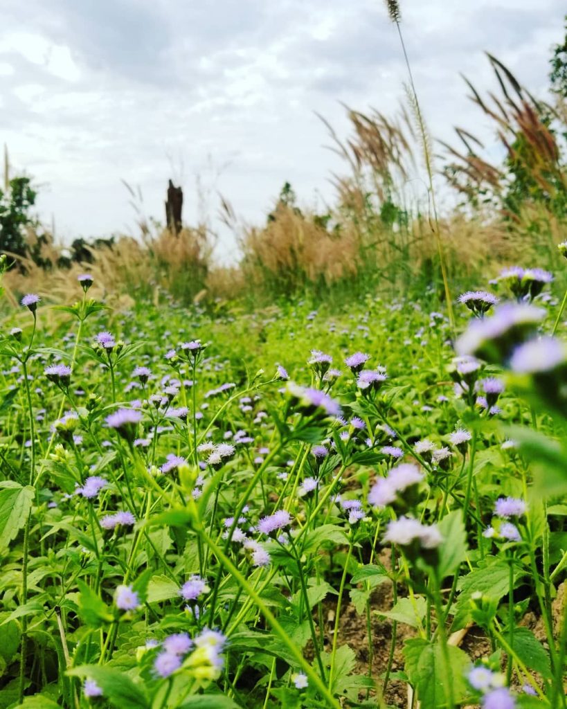 #khmer #flowers #nice #photography #bnesimppl #cambodia #plants #happy #cute #nicepic #new #tree #purple #fresh&hellip;