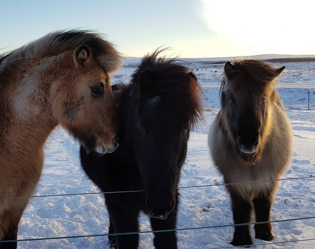 Look at this beatifull horses #iceland???????? #iceland #goldencircle #travelphotography #traveling #travelgram #travel #trip #voyage&hellip;