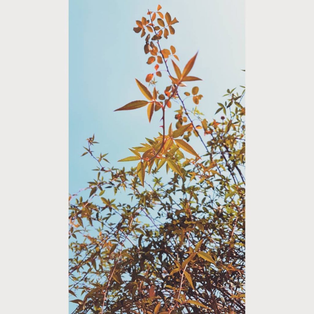 Nature #naturephoto #main_vision #landscape_captures #awesome_earthpix #natureaddict #rsa_rural #awesomeearth #instanaturelover #earth_deluxe #modellife #moodyports #modelling #fitmodel&hellip;