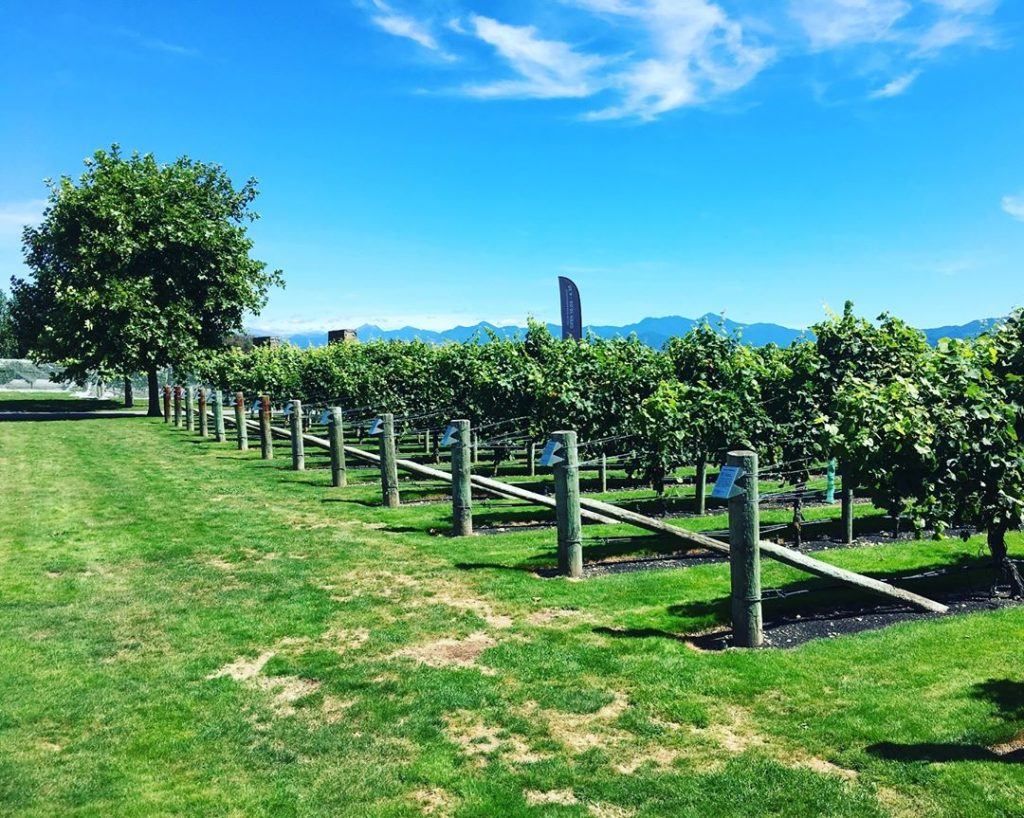 Marlborough, New Zealand #csmidlifegapyear #memories #travel #travelblogger #travelbug #tbt #photo #adventure #amemoryaday #photooftheday #apictureaday &hellip;