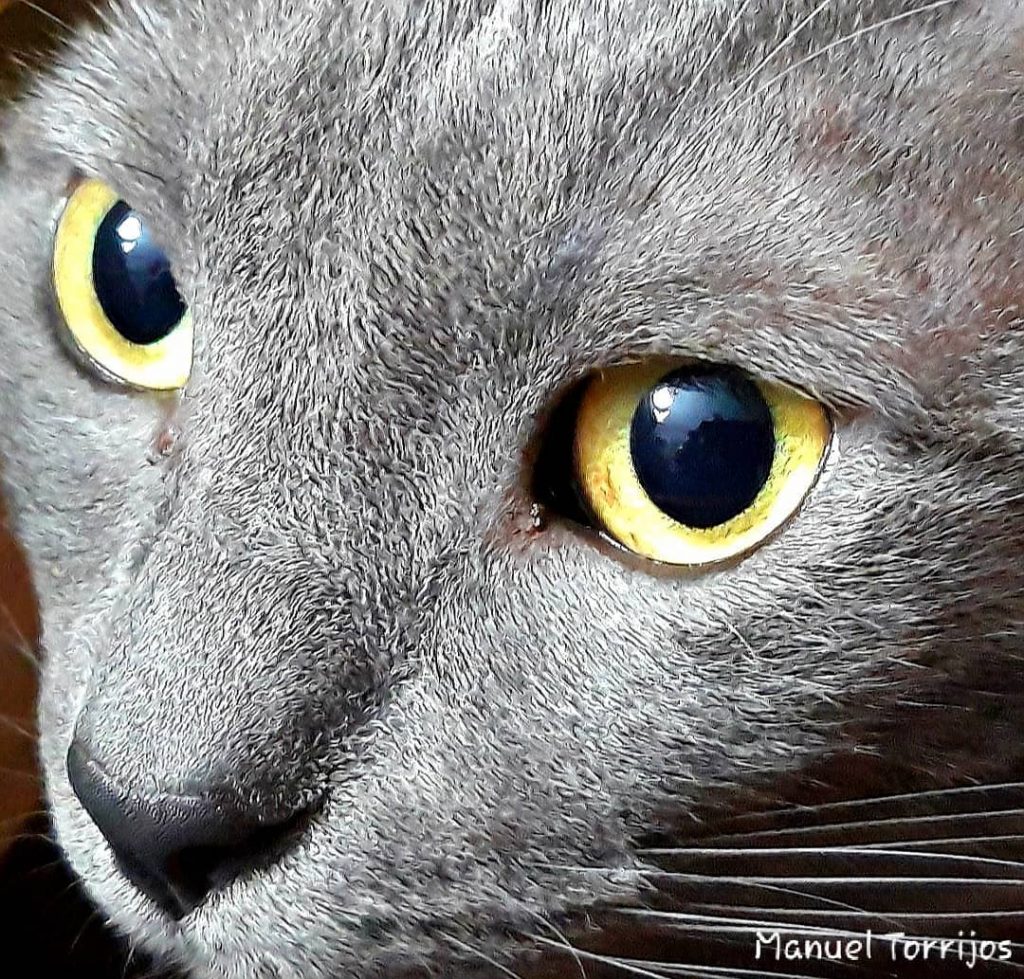 Neo pensativo ???? @chuckyct @louferrigno_2099 . . #gatos #gatitos #gats #fotografer #fotomovil #animales #topbarcelonaphoto&hellip;