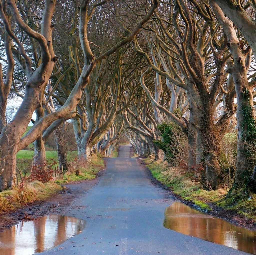 The Dark Hedges are so magical!! . . . #travel #traveltheworld #sharetravelpics #worldexplorer #travelbug&hellip;