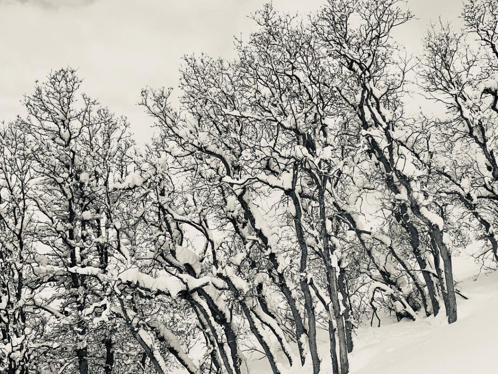 Beauty of Winter #trees #snow #bnesimppl #winter #photooftheday #nature #everydayeverywhere #fineart #colorado #steamboatsprings #travelbug
