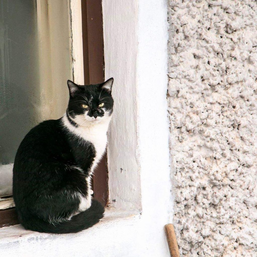 I love meeting animals during the walks ️ ____ #cat #catsofinstagram #catstagram #streetphoto #fotocatchers&hellip;