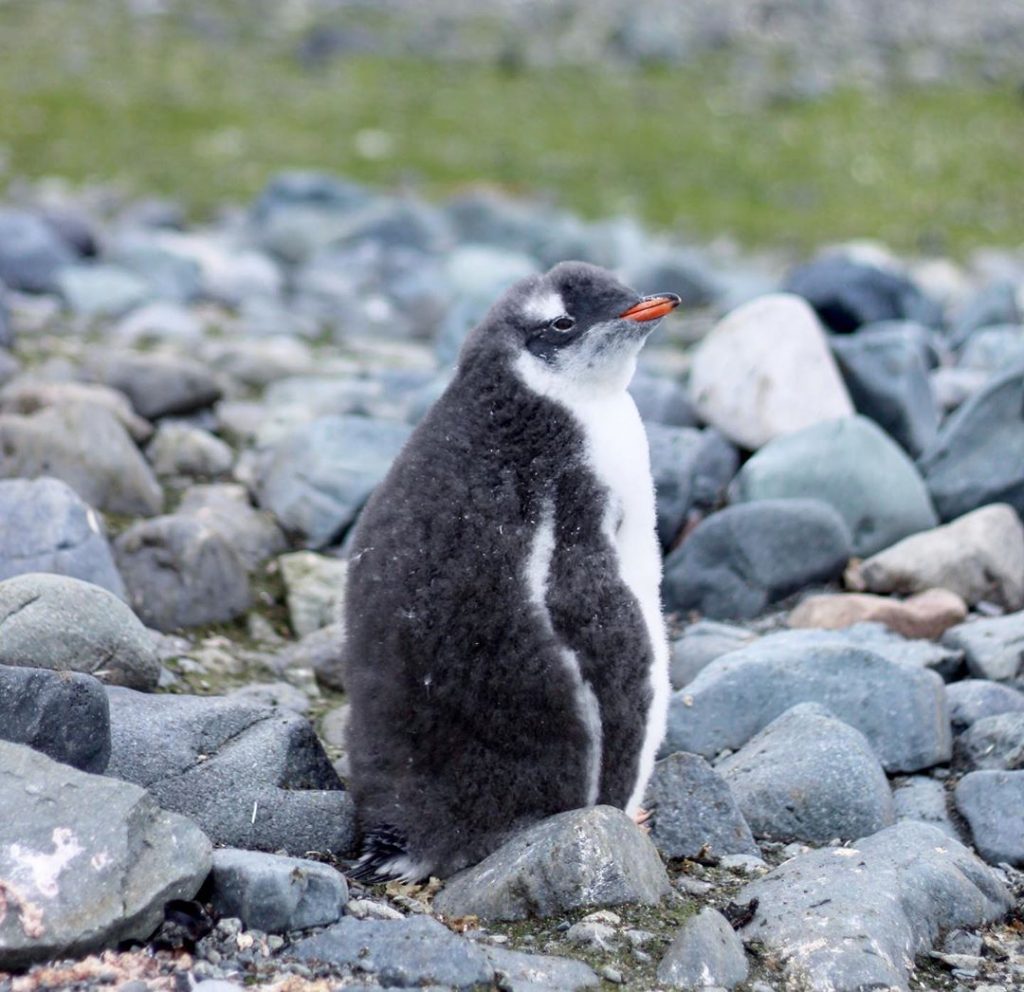 Gentoo Chick – . ????????. #penguin #penguinchick #gentoopenguin #gentoochick #antarctica #antarcticadventure #ardleyisland #antarcticpeninsula #antarcticwildlife&hellip;