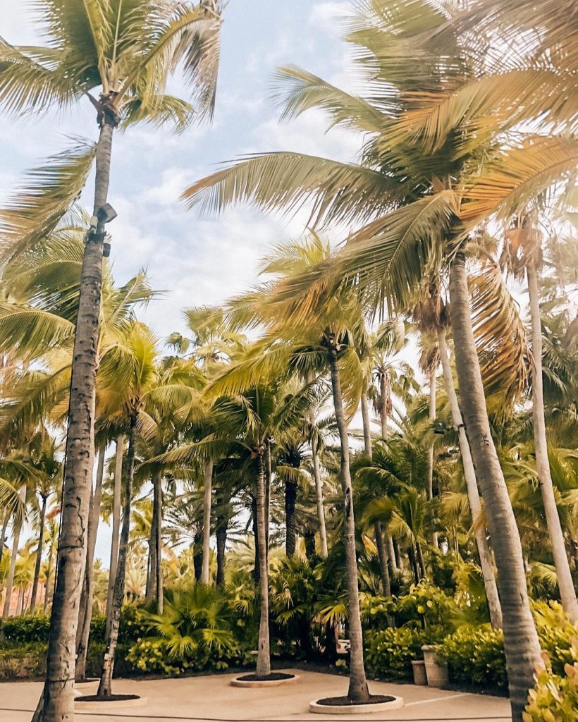 I need to think warm thoughts, so keeping on the tropical vibes this week…