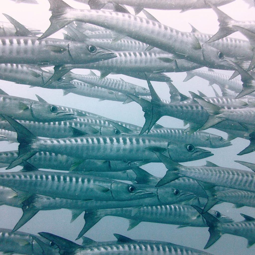Barracudas in Sipadan #asia #sipadan #diving #underwaterphotography #underwater #marinelife #malaysia #bnesimppl #sea #nature #naturephotography…