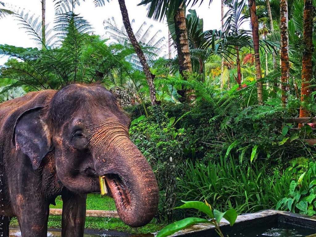 In many cultures, elephants represent strength, power, wisdom, longevity, stamina, leadership, sociability, nurturance and…