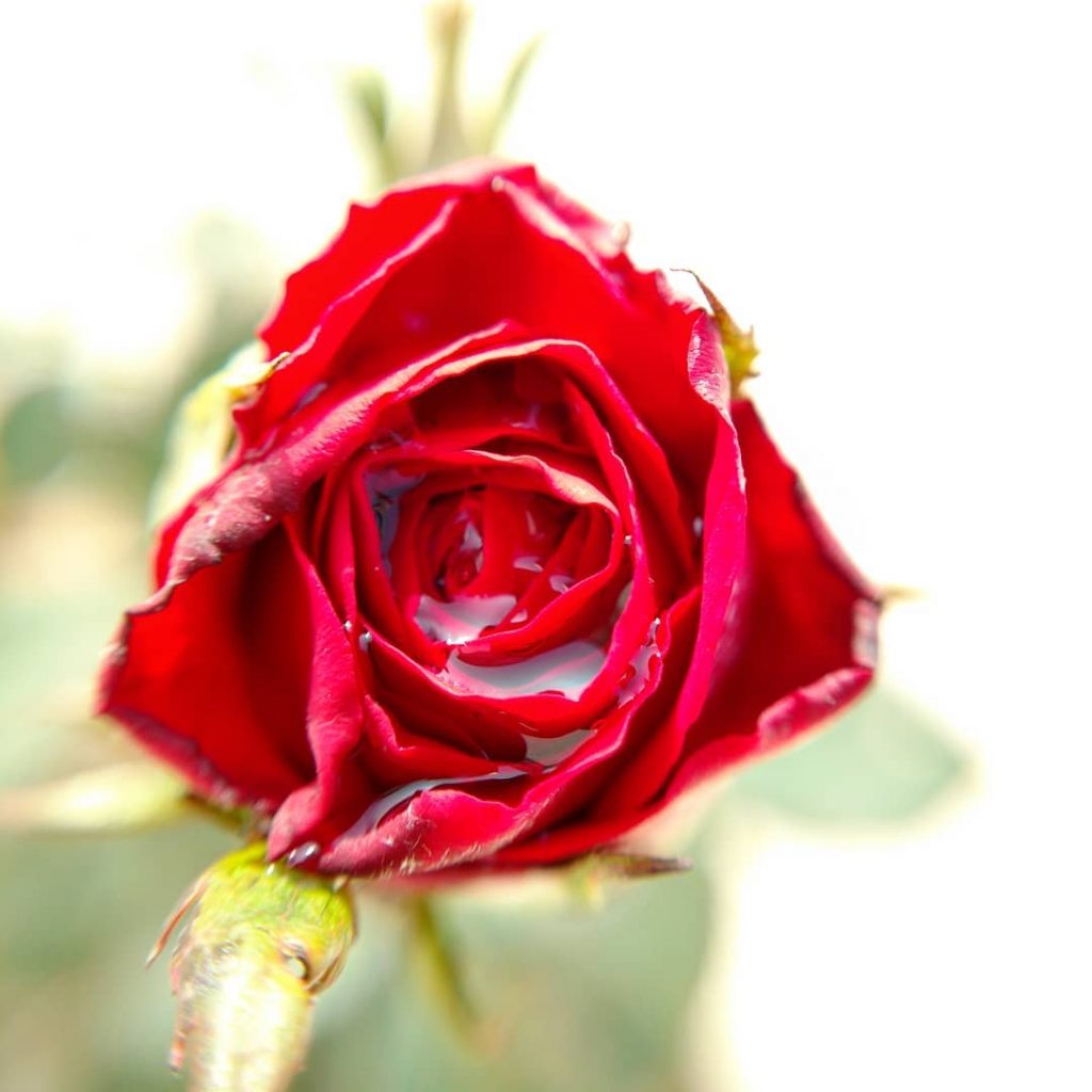 #rose #flower #beautiful #closeup #details #instagood #macro_vision #macrophotography #mypixeldiary #natura #naturaleza #natureisbeautiful #ourplanetdaily #photooftheday&hellip;