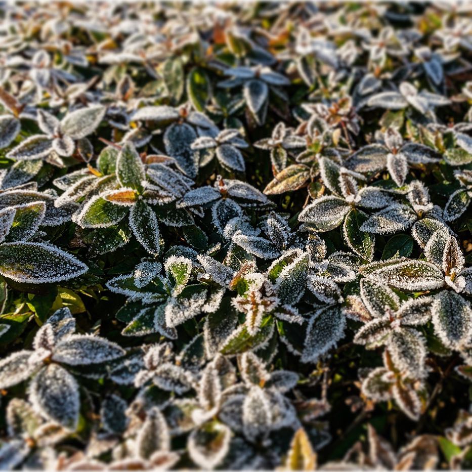 Just sub-zero sunny morning #frost #green #morning #subzero #ig_europe #discover_vacations #hello_worldpics #moodygrams #travellingthroughtheworld #tlpicks&hellip;