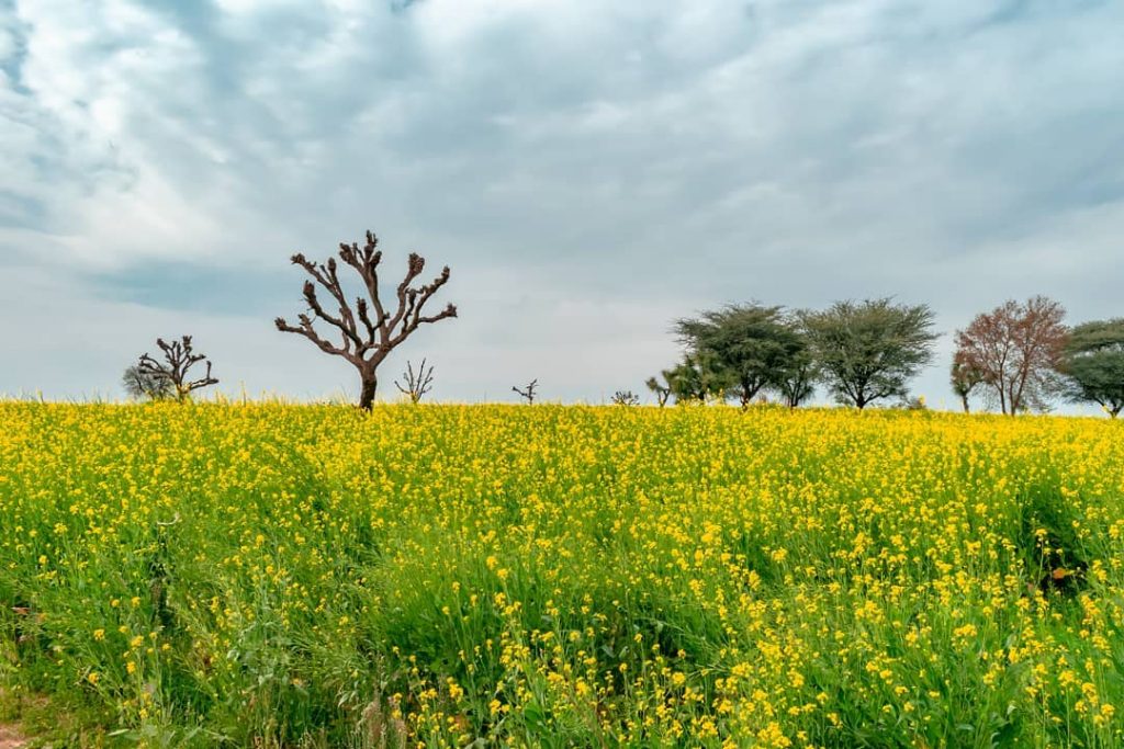 The Tree of #instagram  #life  #live  #photooftheday #nature  #landscapes  #landscape  #landscapephotography #photography  #landscape_captures  #landscape_lovers&hellip;