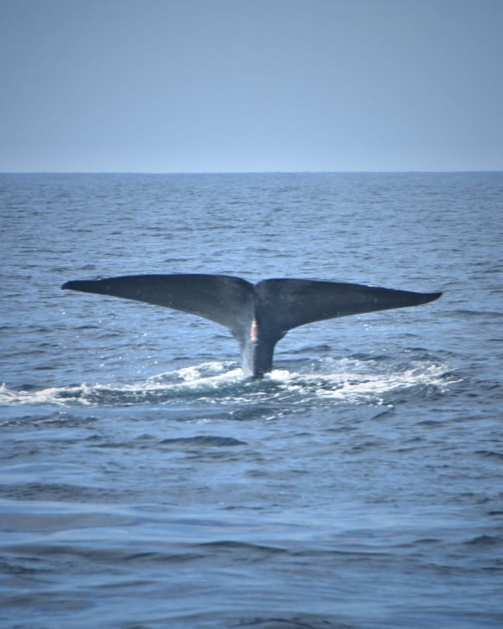 Never been so excited to see some tail #bluewhale #srilanka #mirissa #whale #스리랑카 #자연