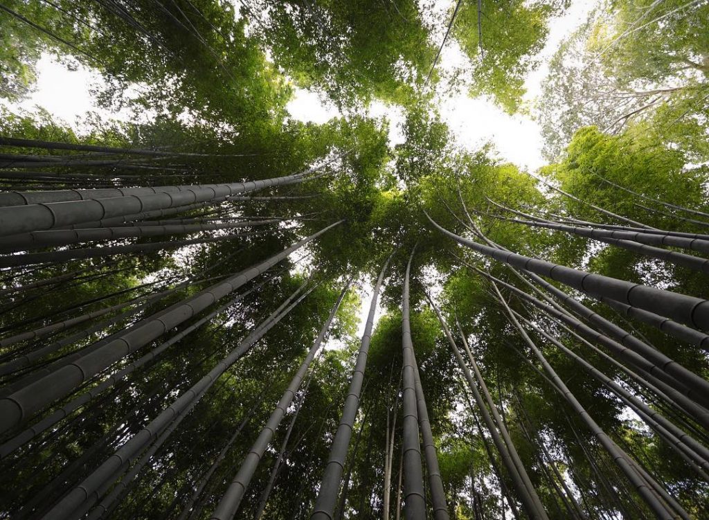 I think Kyoto is becoming one of my favorite cities. There is so much&hellip;