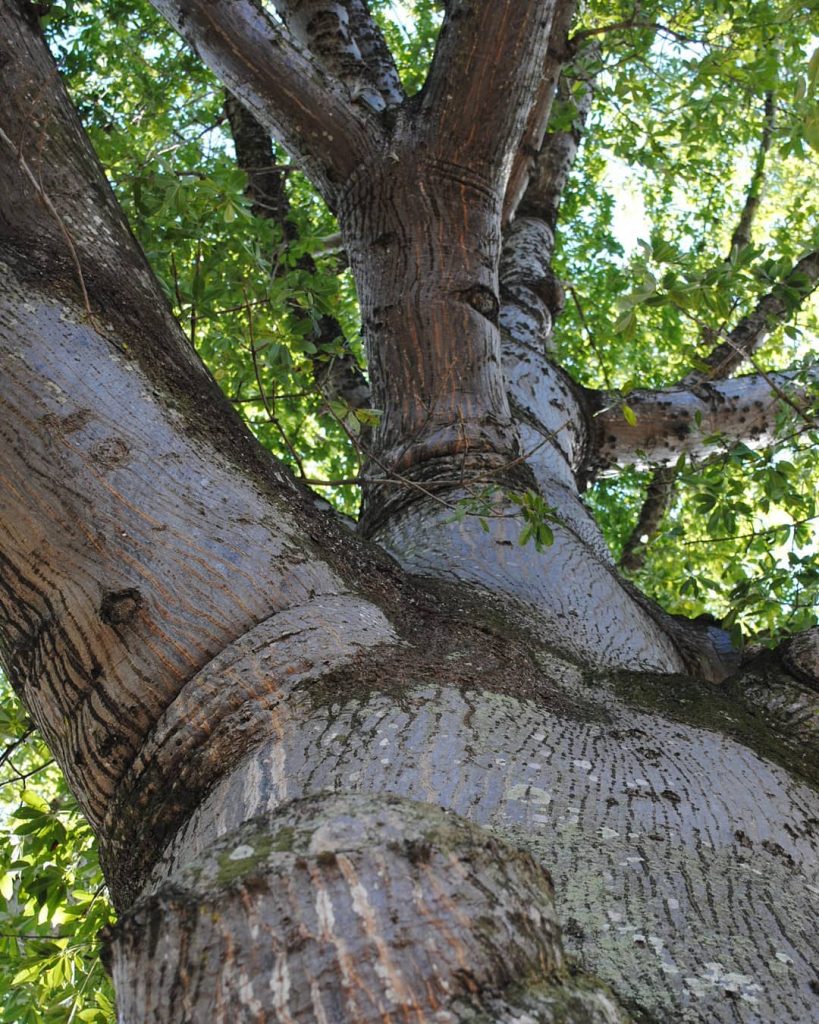 Cuba, Camagüey, November 2014 #cuba #cuban #camagüey #cubatrip #caribbean #caribbeanisland #city #cityphotography #tree #branches&hellip;
