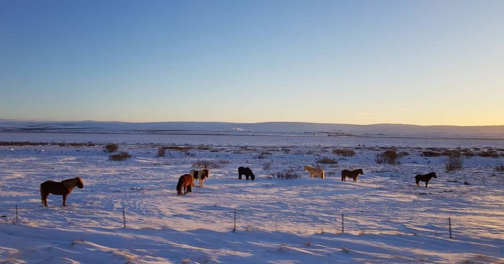 The horses are so cute :) #iceland???????? #iceland #goldencircle #horse #horses #icelandhorses #travelphotography #traveling&hellip;