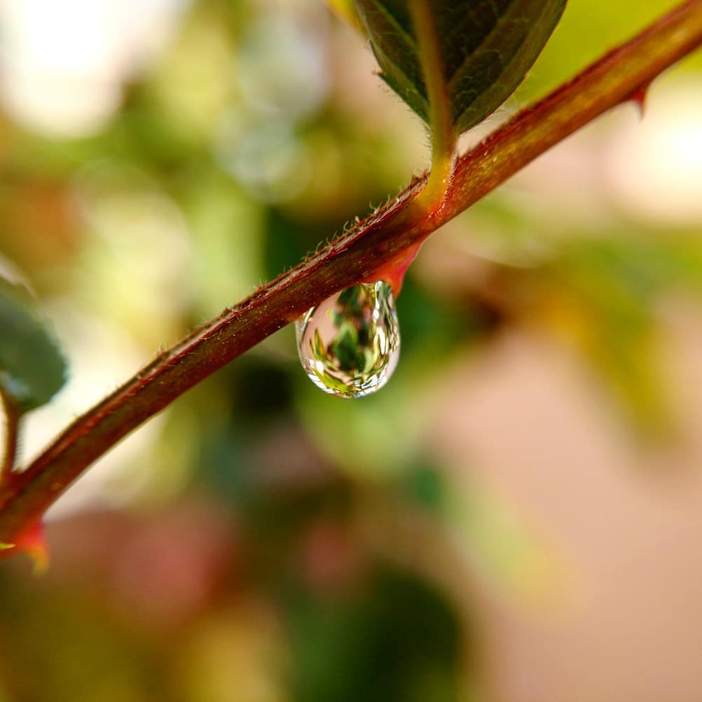 #waterdrops #macrophotography #macro_vision #macro_love #green #savewater #instalike #instapic #nature #naturephotography #photography #photooftheday #leaves #motograph&hellip;