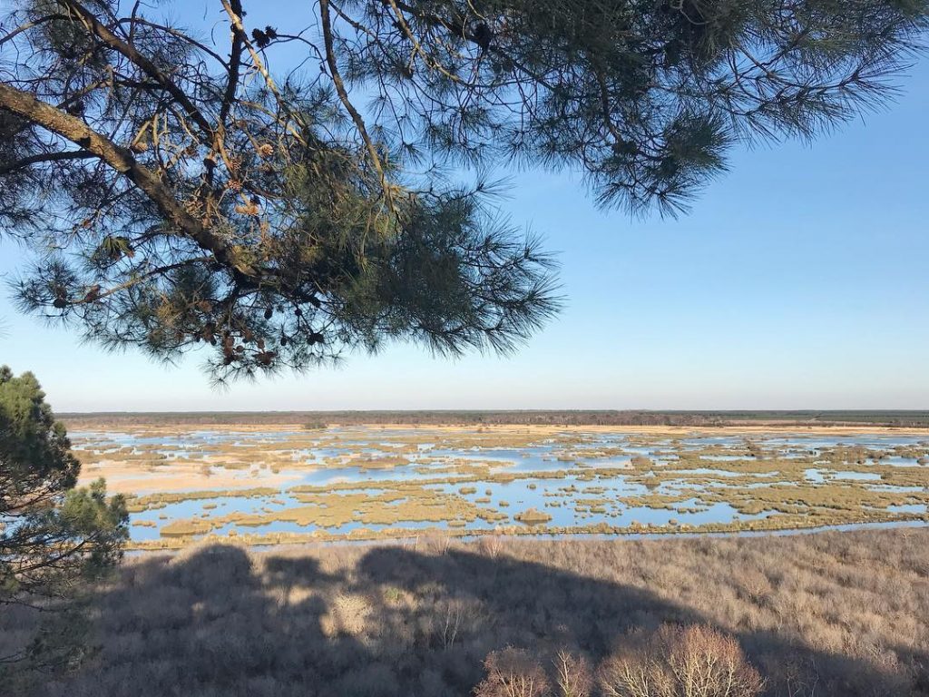 L’incontournable passage à l’étang de cousseau … un air de savane #reservenaturelle #lacanau #medoc…&hellip;