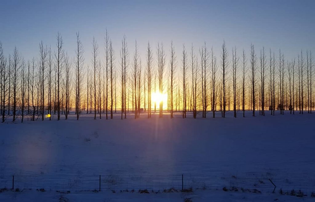 This trees look magical #iceland???????? #iceland #goldencircle #magic #magical #travelphotography #traveling #travelgram #travel #trip&hellip;