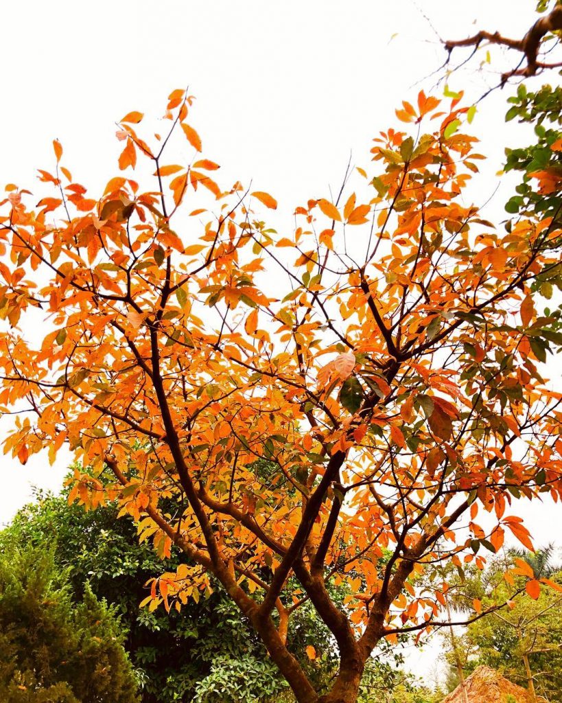 I had a nice trip!!! #spring #season #leaf #leafpeeping #changingleafs #vibes ….. # #color&hellip;