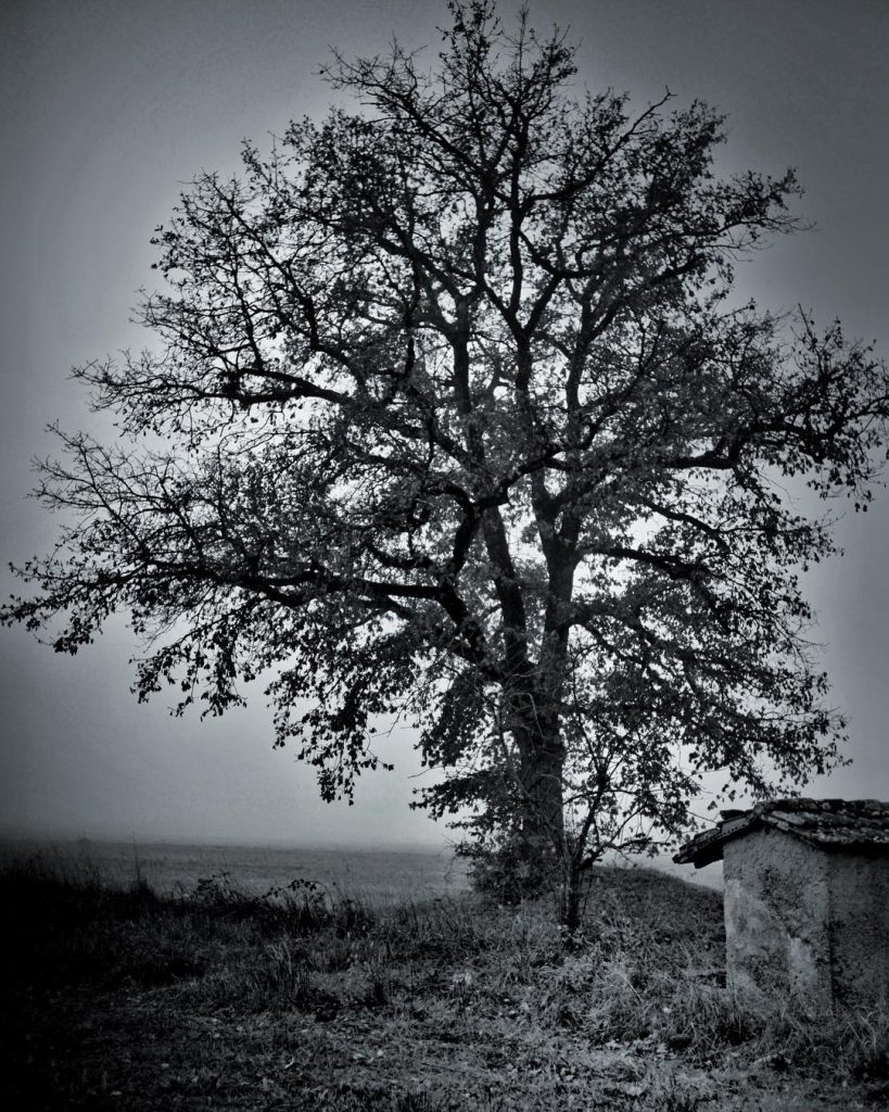 #fotoartistiche #fotartplgz #traveldestinations_ig #bnesimppl Edited with: @carbonblackandwhite _ #landscape #amazing #view #trip #tree #sky&hellip;