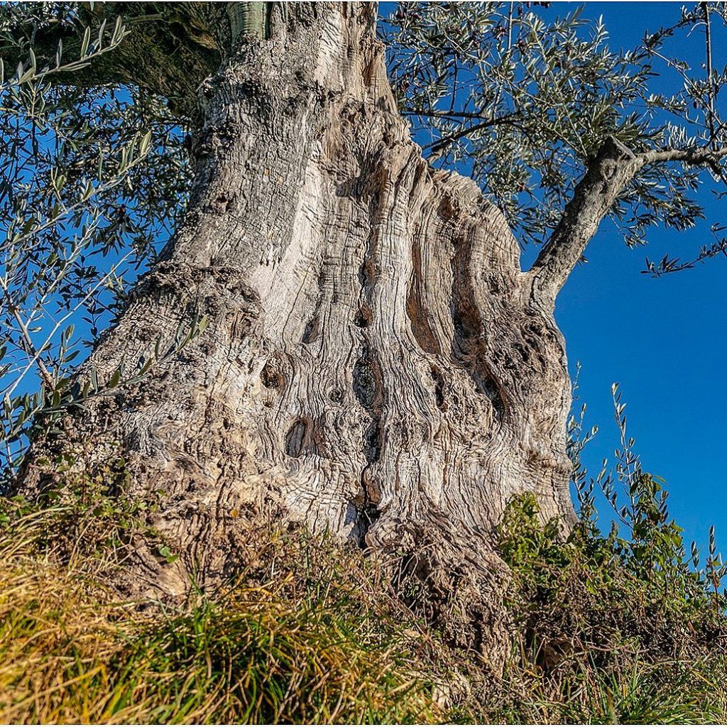 Very old olive tree. I am really fond of the texture #texture #tree #ig_europe&hellip;