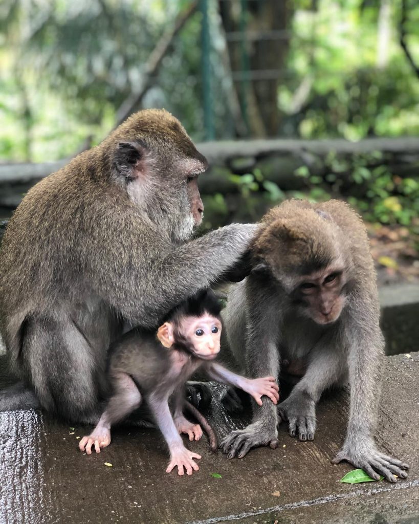 Mandala Suci Wenara Wana or well known as Monkey Forest Ubud is the sanctuary&hellip;