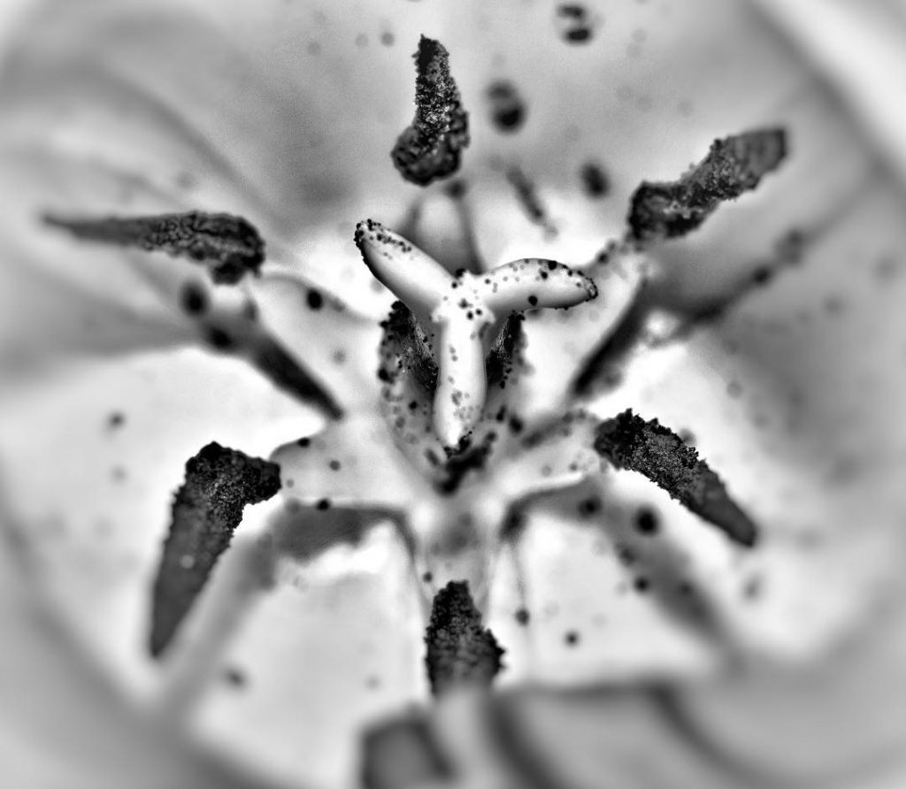 #fotoartistiche #bnesimppl #fotartplgz #pierluigizag #natu Edited with: @carbonblackandwhite _ #minimalism #minimalist #minimal #minimalistic #minimalistics&hellip;